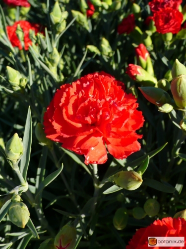 Dianthus caryophyllus 'Can Can Scarlet' -- Garten-Nelke